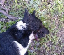 Απάνθρωπο: Εκτέλεσαν αδέσποτη σκυλίτσα στα Μυστεγνά