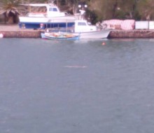 Μια φώκια βρήκε καταφύγιο στο λιμάνι της Θερμής 