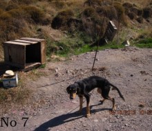 Πρώτη σύλληψη κτηνοτρόφου για βαρελόσκυλα στη Λέσβο