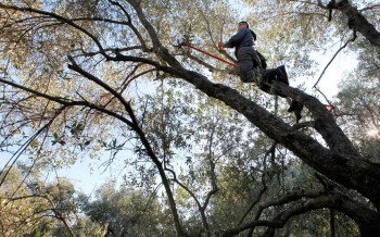 Μυτιληνιό ελαιόλαδο, ξανθό ελαφρύ και αρωματικό | Αφιέρωμα της "Καθημερινής"