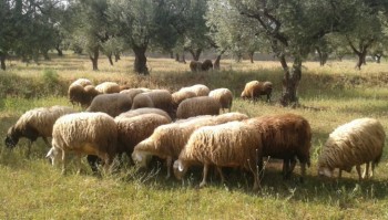 Κρούσματα ευλογιάς μετά το Μανταμάδο και στην Αγία Παρασκευή | Οδηγίες από την Περιφέρεια στους κτηνοτρόφους