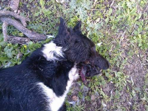 Απάνθρωπο: Εκτέλεσαν αδέσποτη σκυλίτσα στα Μυστεγνά
