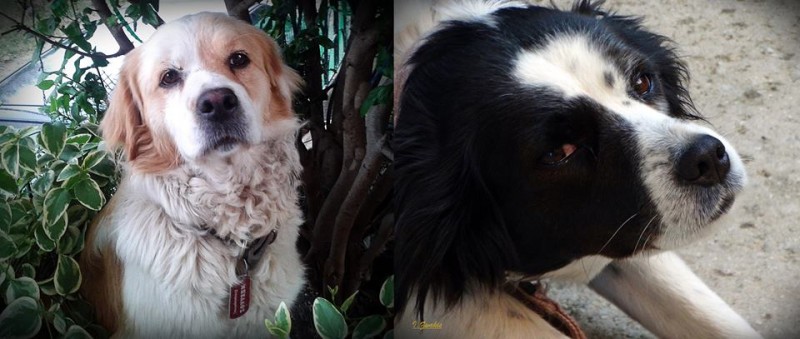 Ανθρωπόμορφα τέρατα σκότωσαν με φόλα ιδιόκτητα σκυλιά στη Βαρειά - Αμοιβή σε όποιον βρει τους δράστες