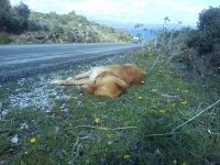 Το άψυχο σώμα του σκύλου που εκτελέστηκε εν ψυχρώ